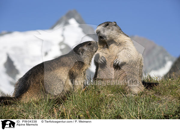 Alpine Marmots / PW-04338