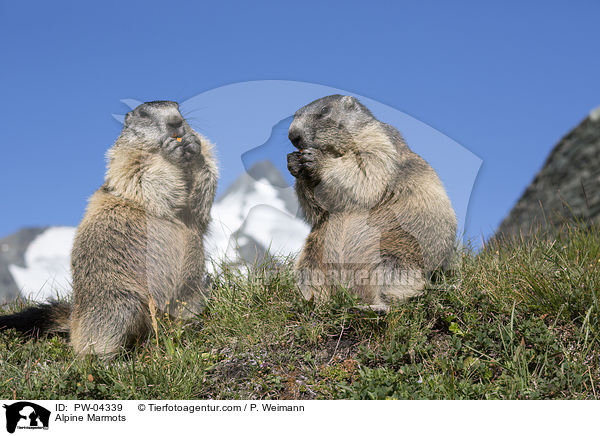 Alpine Marmots / PW-04339
