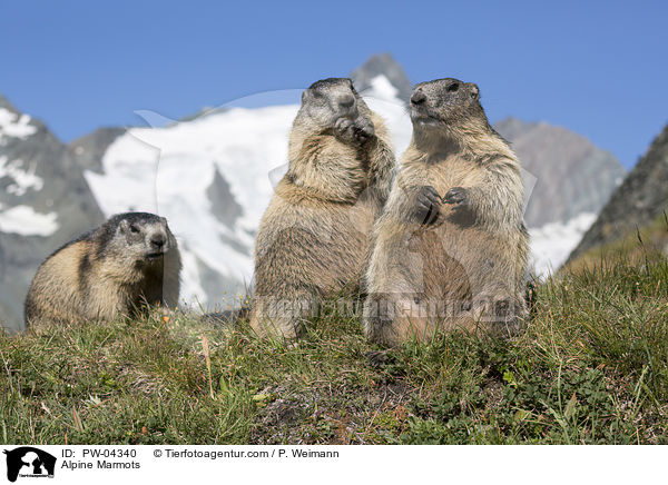 Alpine Marmots / PW-04340