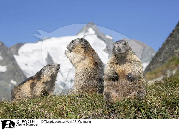 Alpine Marmots / PW-04341