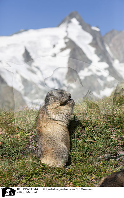 sitting Marmot / PW-04344