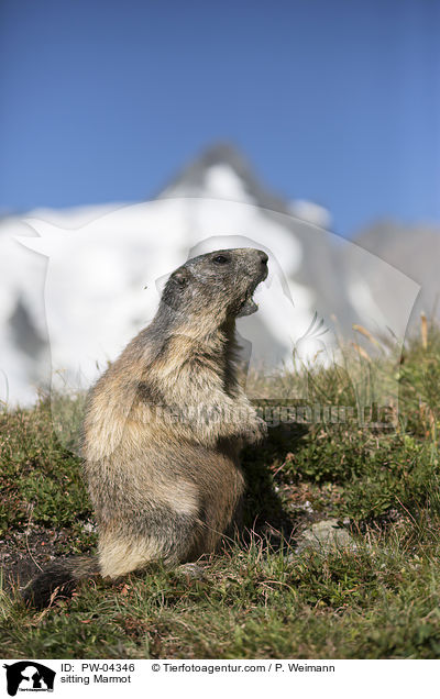 sitting Marmot / PW-04346