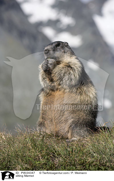 sitting Marmot / PW-04347