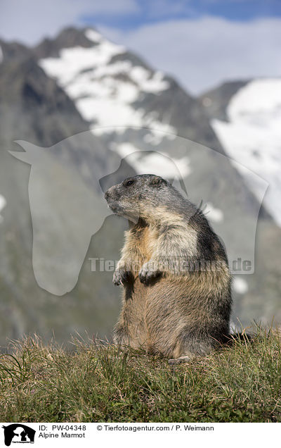 Alpine Marmot / PW-04348