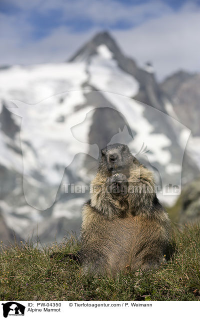 Alpine Marmot / PW-04350
