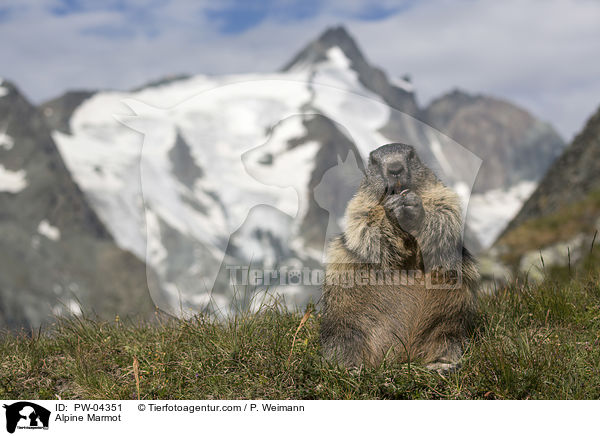 Alpine Marmot / PW-04351