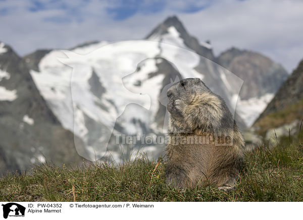 Alpine Marmot / PW-04352