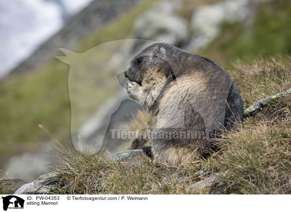 sitting Marmot / PW-04353