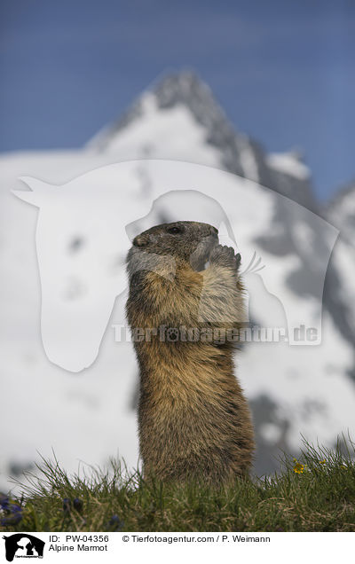 Alpine Marmot / PW-04356