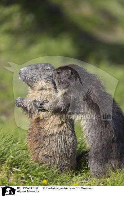 Alpine Marmots / PW-04358