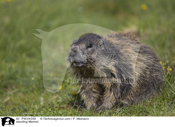 standing Marmot / PW-04359