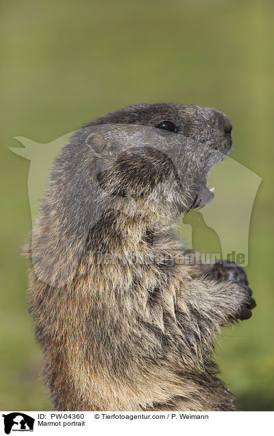 Marmot portrait / PW-04360