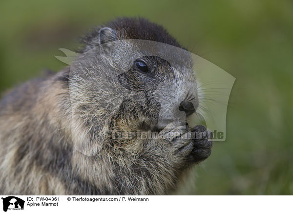 Apine Marmot / PW-04361