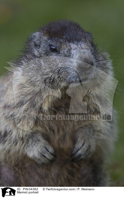 Marmot portrait / PW-04362