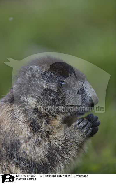 Marmot portrait / PW-04363