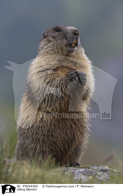 sitting Marmot / PW-04364