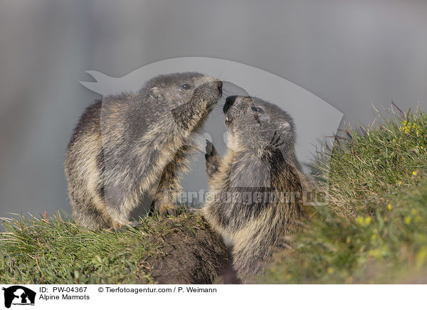 Alpine Marmots / PW-04367
