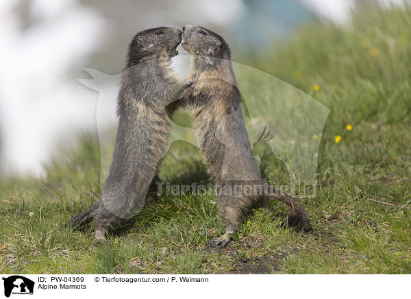 Alpine Marmots / PW-04369