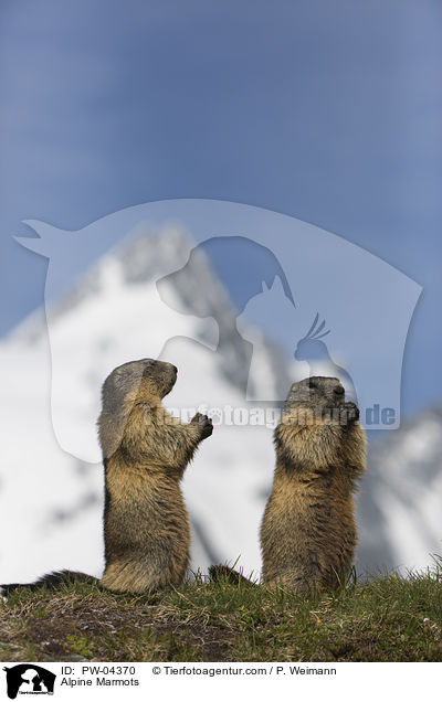Alpine Marmots / PW-04370