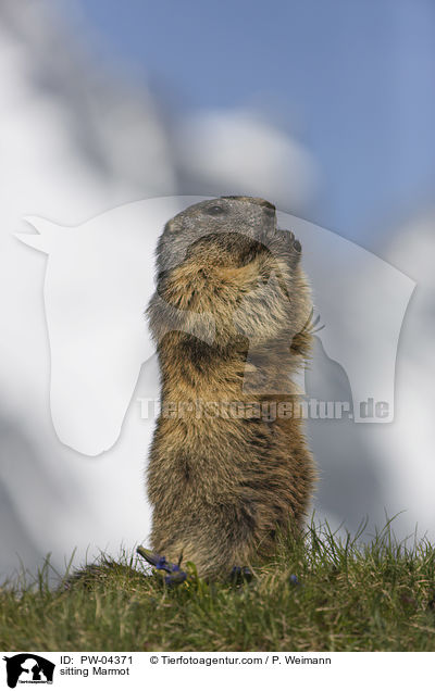 sitting Marmot / PW-04371