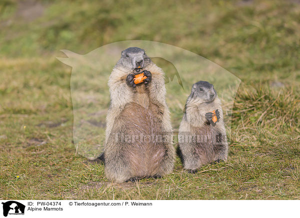 Alpine Marmots / PW-04374