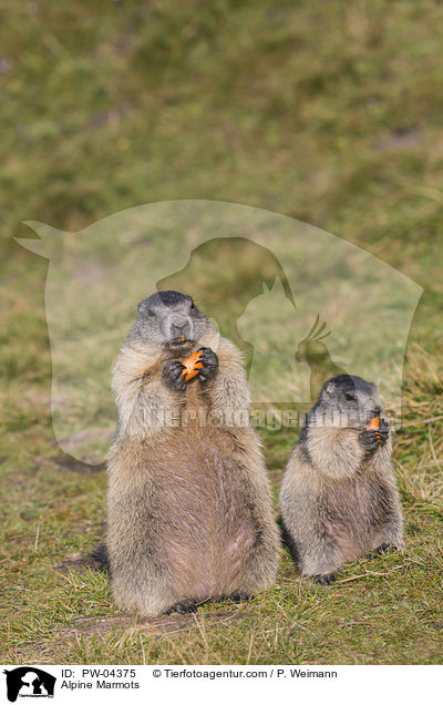 Alpine Marmots / PW-04375