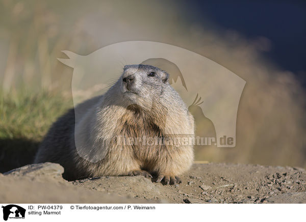 sitting Marmot / PW-04379