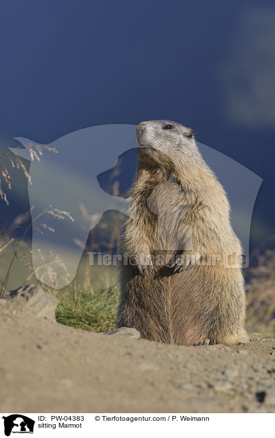 sitting Marmot / PW-04383