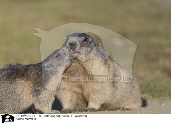 Alpine Marmots / PW-04384