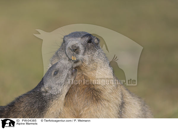 Alpine Marmots / PW-04385