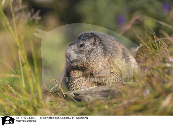 Marmot portrait / PW-04390