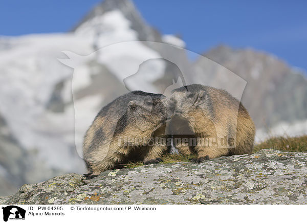 Alpine Marmots / PW-04395