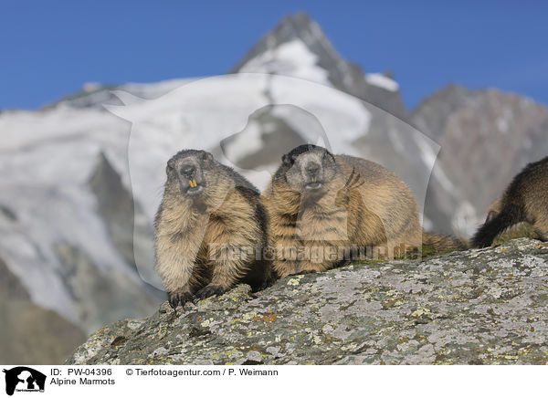 Alpine Marmots / PW-04396