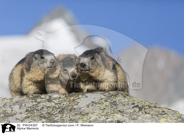 Alpine Marmots / PW-04397