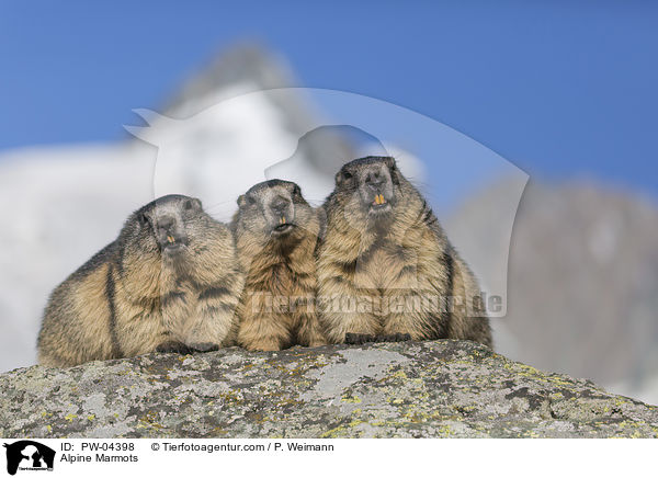 Alpine Marmots / PW-04398