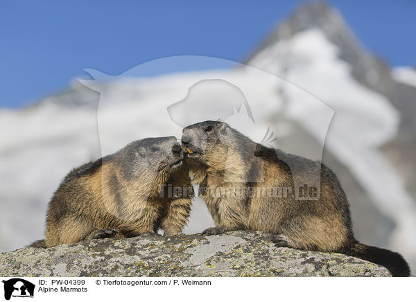 Alpine Marmots / PW-04399