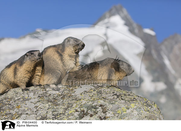 Alpine Marmots / PW-04400