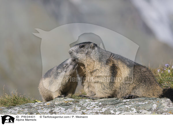 Alpine Marmots / PW-04401