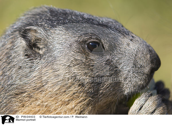 Marmot portrait / PW-04403