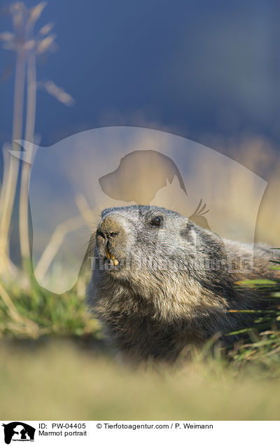 Marmot portrait / PW-04405