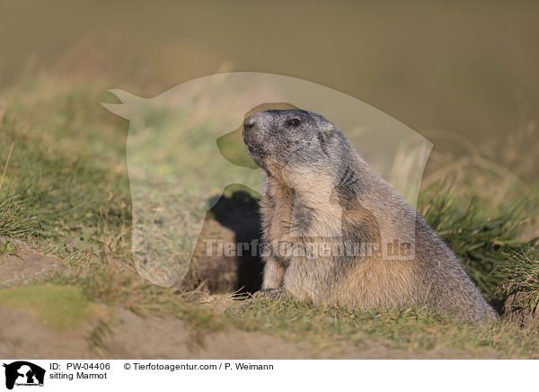 sitting Marmot / PW-04406