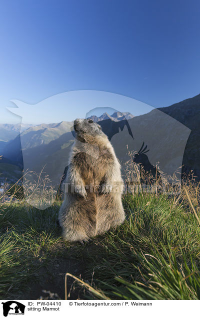 sitting Marmot / PW-04410