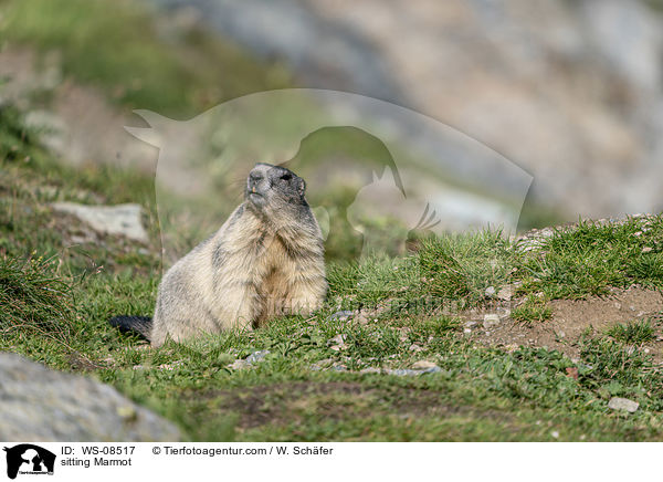 sitting Marmot / WS-08517