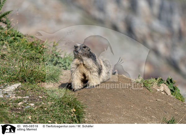 sitting Marmot / WS-08518