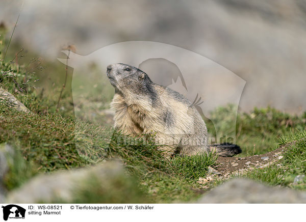 sitting Marmot / WS-08521