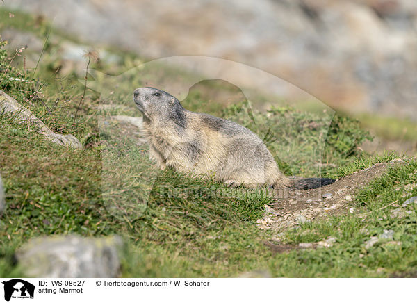 sitting Marmot / WS-08527