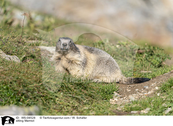 sitting Marmot / WS-08528