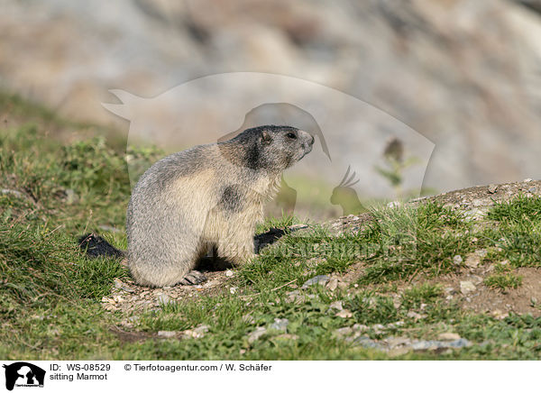 sitting Marmot / WS-08529