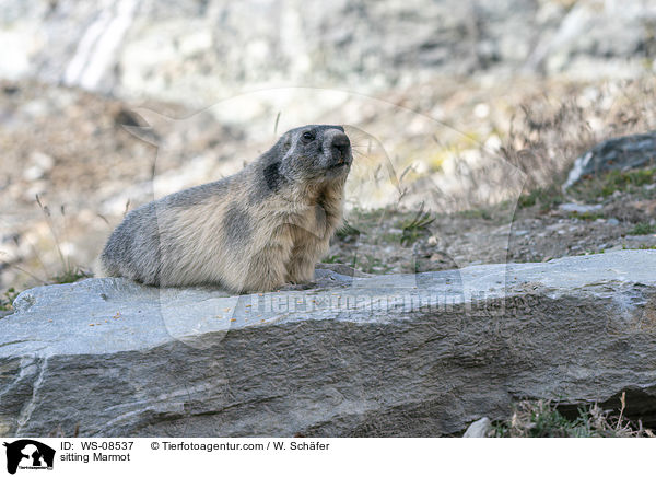 sitting Marmot / WS-08537