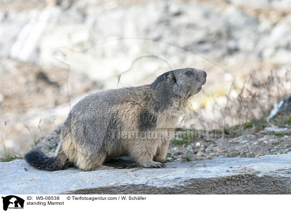 standing Marmot / WS-08538